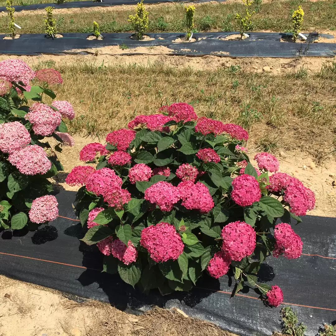 A deeply colorful specimen of Invincibelle Ruby hydrangea in a nursery field